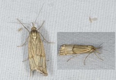 Chrysocrambus linetella