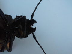 Coleoptera