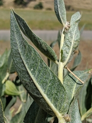 Asclepias vestita