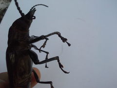 Coleoptera