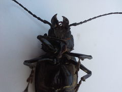 Coleoptera
