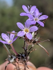 Eriastrum pluriflorum