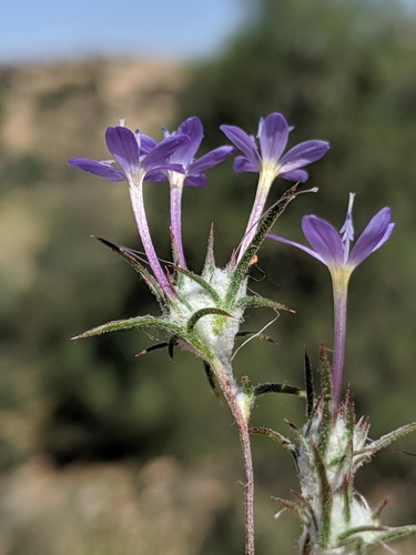 Image of Eriastrum pluriflorum by no rights reserved