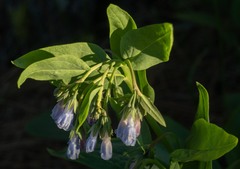 Mertensia oblongifolia