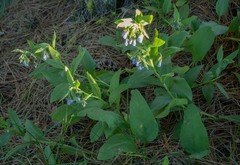 Mertensia oblongifolia