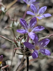 Eriastrum pluriflorum