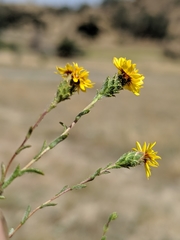 Lessingia tenuis