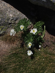 Ranunculus anemoneus