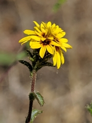 Lessingia tenuis