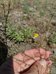 Lessingia tenuis