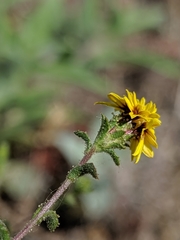 Lessingia tenuis