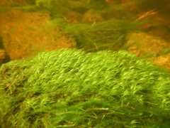 Fissidens fontanus
