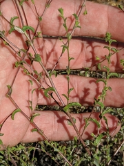 Lessingia tenuis