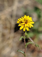 Lessingia tenuis