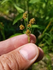 Luzula multiflora multiflora