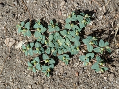 Euphorbia ocellata ocellata