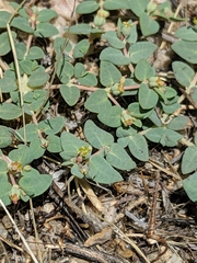 Euphorbia ocellata ocellata