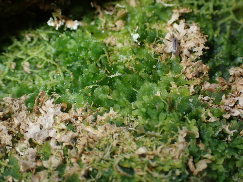 Image of Riccardia latifrons by no rights reserved