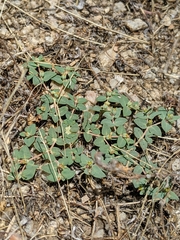 Euphorbia ocellata ocellata