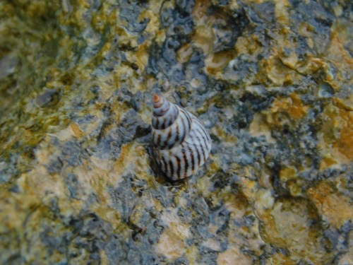 Echinolittorina ziczac