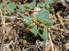 Euphorbia ocellata ocellata