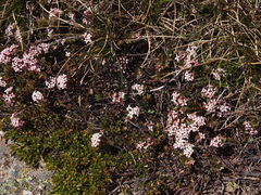 Pimelea alpina