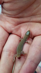 Xantusia vigilis