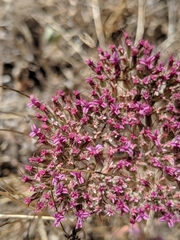 Chorizanthe biloba
