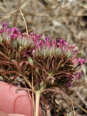 Chorizanthe biloba