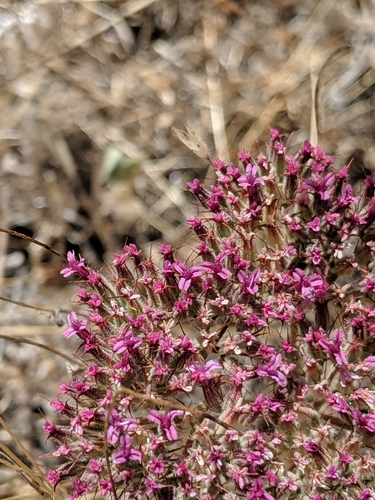 Image of Twolobe Spineflower (Chorizanthe biloba) by no rights reserved