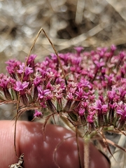 Chorizanthe biloba