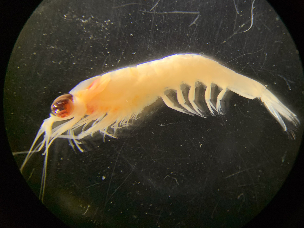 Nematobrachion boopis
