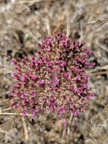 Image of Twolobe Spineflower (Chorizanthe biloba) by no rights reserved