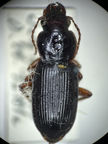 Harpalus obliquus