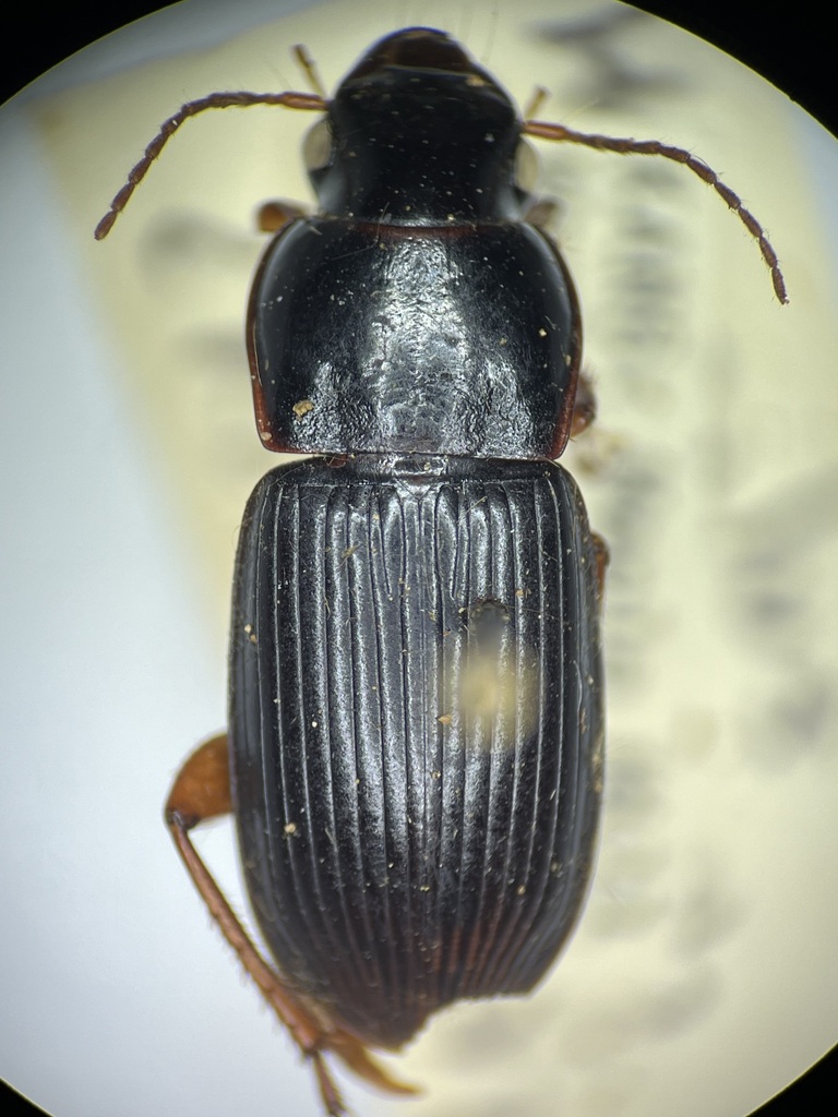 Harpalus hatchi