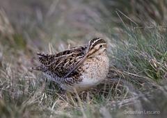 Gallinago magellanica