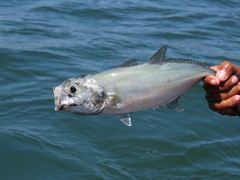 Caranx sexfasciatus