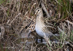 Gallinago magellanica