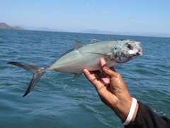 Caranx sexfasciatus