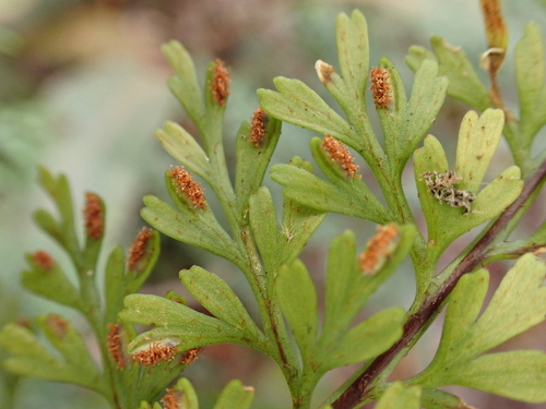 Asplenium schizophyllum observed 2024-09-18
