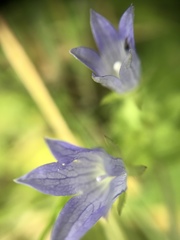Campanula californica