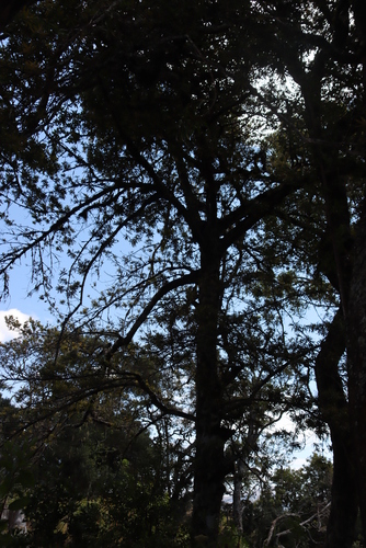East African Yellowwood (Podocarpus milanjianus)