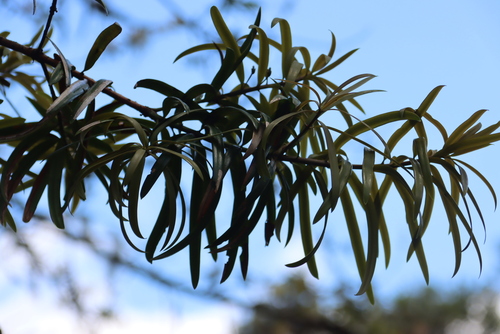 Podocarpus milanjianus, photograph 2