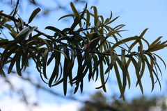 Podocarpus milanjianus, photograph (c) Tony Rebelo, some rights reserved (CC BY-SA)