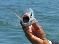 Caranx sexfasciatus