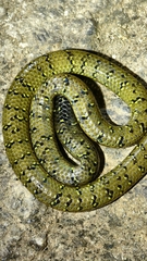 Ocellated Earth Snake photo 2