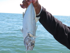 Caranx sexfasciatus