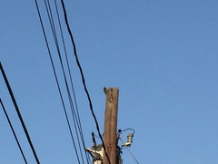 Melanerpes carolinus