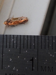 Eumarozia malachitana