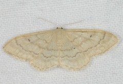 Idaea deversaria